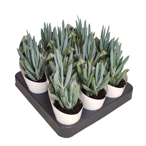 Senecio Serpens Potcover