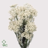 Rice Flower Pink P Bunch