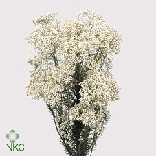 <h4>Ozothamnus Cooks Snow White</h4>