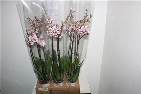 <h4>Phal Anthura Blanes 2 Branches 20+</h4>