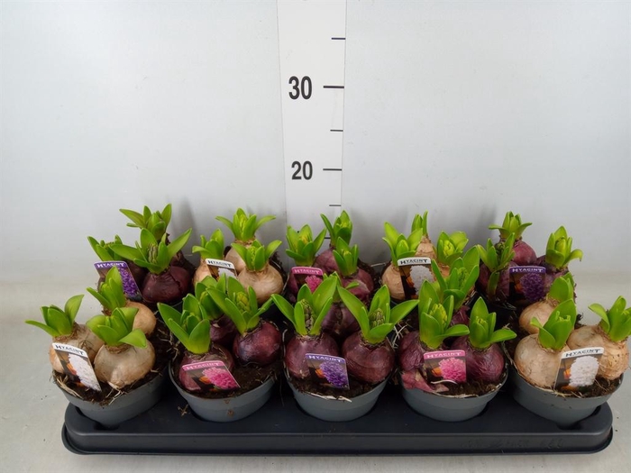 <h4>Hyacinthus orie. 'Pearl'  ...mix  3</h4>