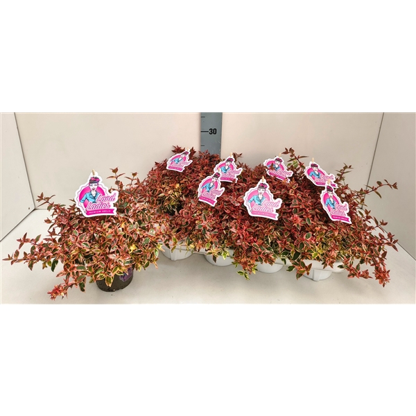 <h4>Abelia Lady Peach 13T</h4>