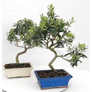 Olea europaea, pot 20 cm.