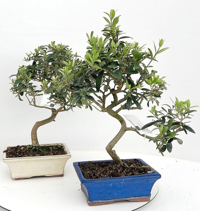 <h4>Olea europaea, pot 20 cm.</h4>