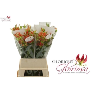 Gloriosa Exotic Orange Long