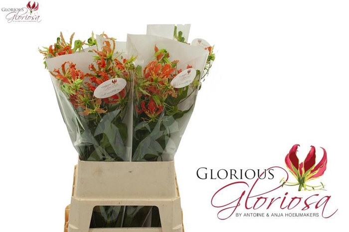 <h4>Gloriosa Exotic Orange Long</h4>