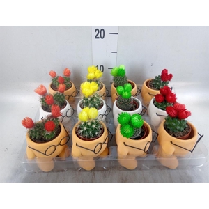 Cactus   ...mix