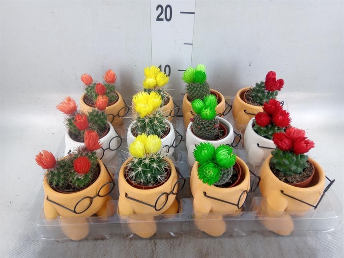 <h4>Cactus   ...mix</h4>