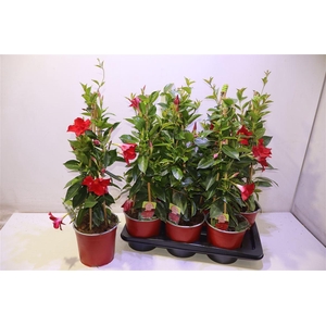 Mande Rio Grande Red