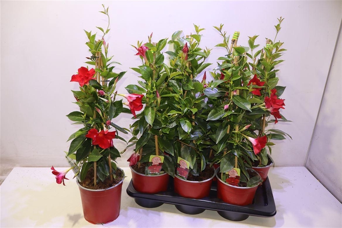 <h4>Mande Rio Grande Red</h4>