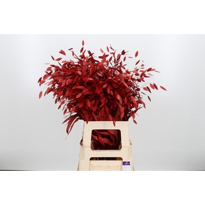 Chasmantium Kl Bh Rood