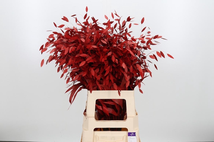 <h4>Chasmantium Kl Bh Rood</h4>