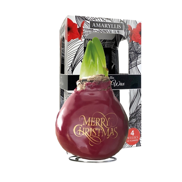 <h4>Amaryllis Touch of Wax Special Merry Christmas print, rode bloem, Karton Giftbox</h4>