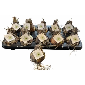 BLOEMBOL HIPPEASTRUM