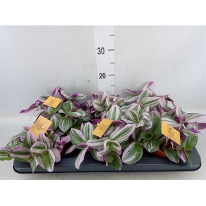 Tradescantia albif. 'Nanouk'