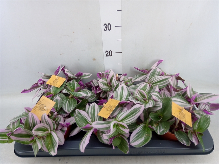 <h4>Tradescantia albif. 'Nanouk'</h4>