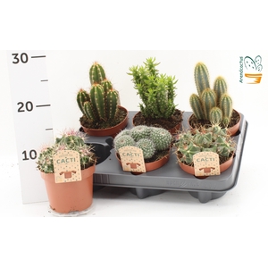 CACTUS GEM