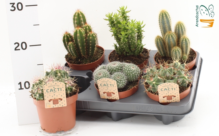 <h4>CACTUS GEM</h4>