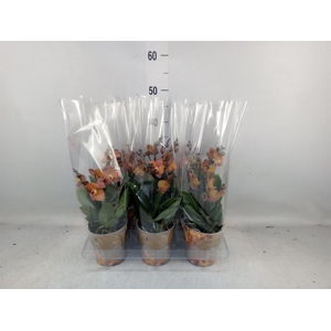 Phalaenopsis multi. 'Ant Las Vegas'