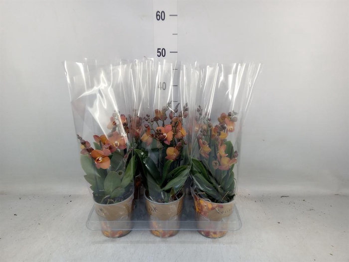 <h4>Phalaenopsis multi. 'Ant Las Vegas'</h4>