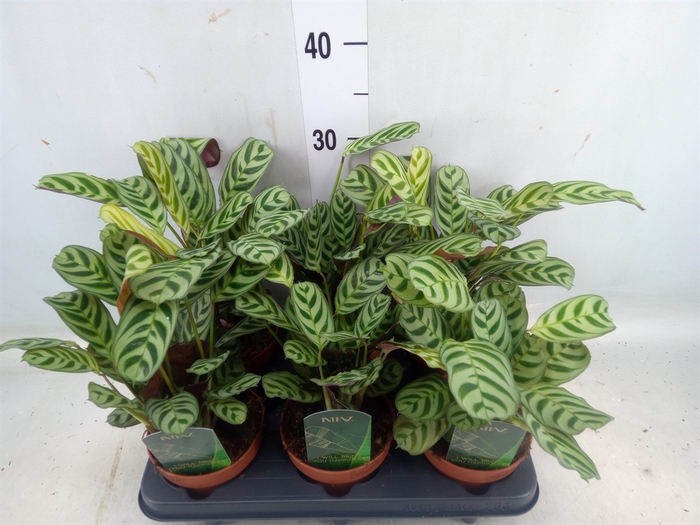 <h4>Ctenanthe burle-marxii</h4>