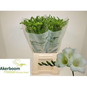 Freesia enk Wonderful White