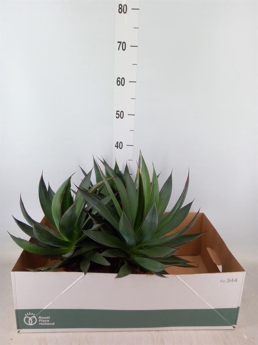 <h4>Agave  'Shaka Zulu'</h4>