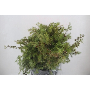 Jenever Berry 300gr P Bunch