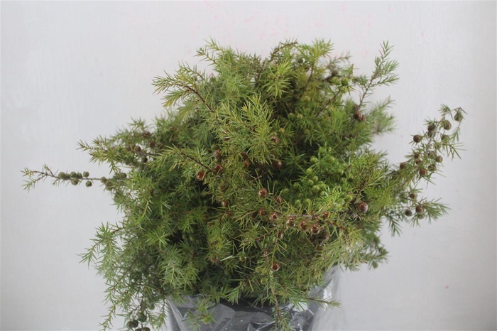 <h4>Jenever Berry 300gr P Bunch</h4>