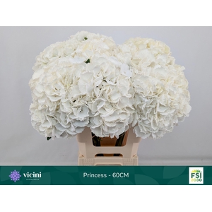 Hydrangea  'Royal Princes'