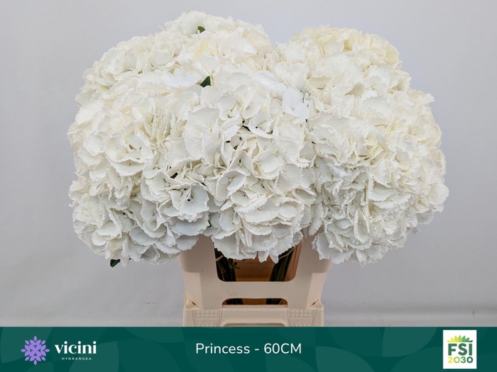 <h4>Hydrangea  'Royal Princes'</h4>