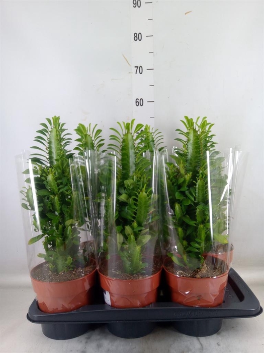 <h4>Euphorbia trigona</h4>