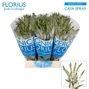 VERON SMART CAYA
