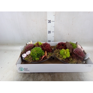 Arr.  Sempervivum L%