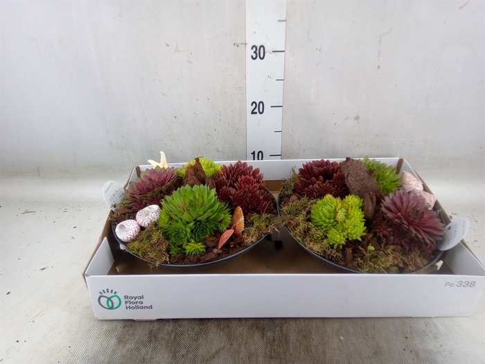 <h4>Arr.  Sempervivum L%</h4>