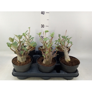 Adenium NB 'Ansu Baobab'