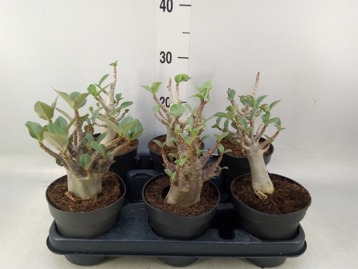 <h4>Adenium NB 'Ansu Baobab'</h4>