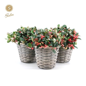 Gaultheria pr. 'Big Berry'® P15 in Basket