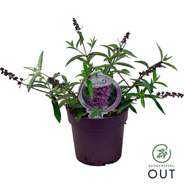 <h4>Buddleja dav. Free Petite 'Tutti Fruitti' P19</h4>