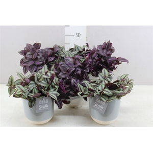 Tradescantia Gemengd Emily Keramiek