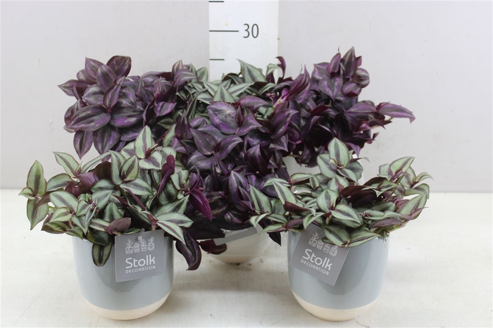 Tradescantia Gemengd Emily Keramiek