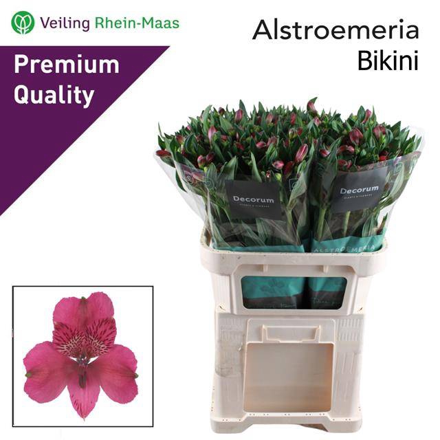 <h4>ALSTR BIKINI</h4>