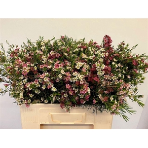 CHAME UN MY SWEET 16