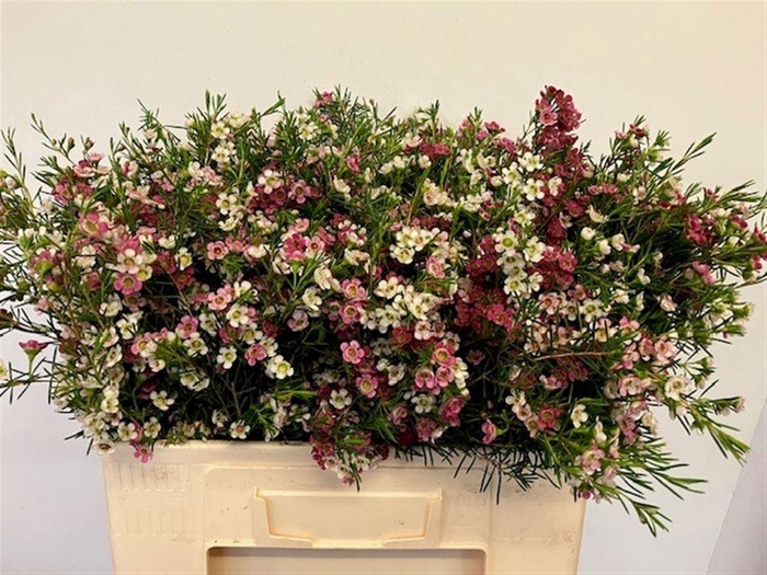 <h4>CHAME UN MY SWEET 16</h4>