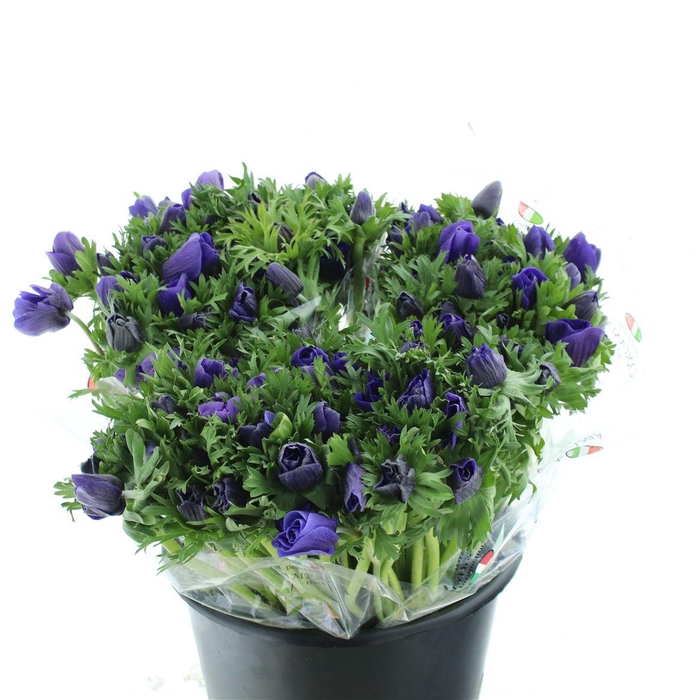 <h4>Anem Mistral Blue</h4>