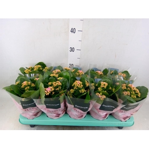 Kalanchoe blos. 'Serenity Pinkwhit'