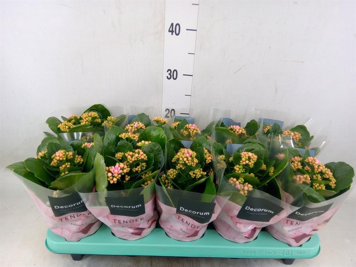 <h4>Kalanchoe blos. 'Serenity Pinkwhit'</h4>