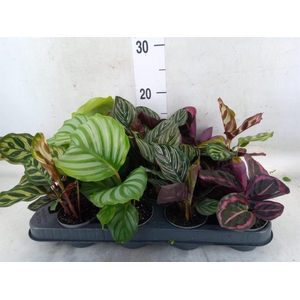 Calathea   ...mix