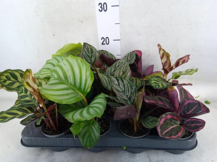 <h4>Calathea   ...mix</h4>