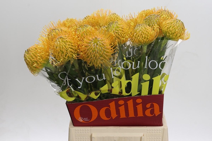 <h4>Nutans Cuneiforme</h4>